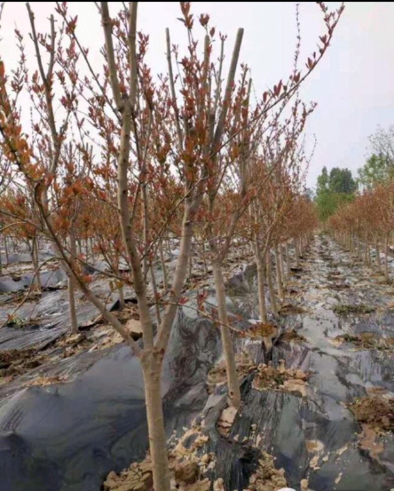 紫荆紫荆树各种规格直径2-15厘米基地直供