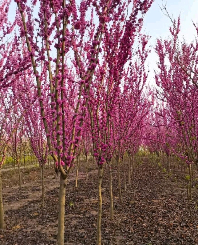 紫荆紫荆树各种规格直径2-15厘米基地直供