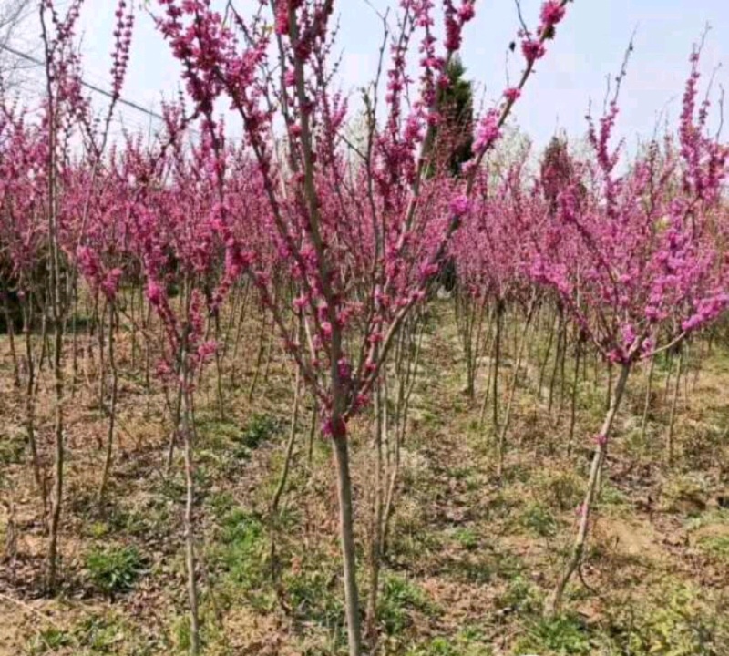 紫荆紫荆树各种规格直径2-15厘米基地直供