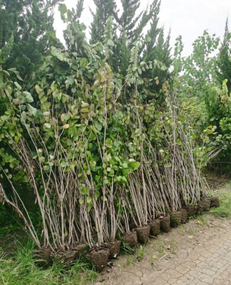 紫荆紫荆树各种规格直径2-15厘米基地直供