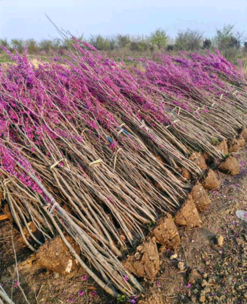 紫荆紫荆树各种规格直径2-15厘米基地直供