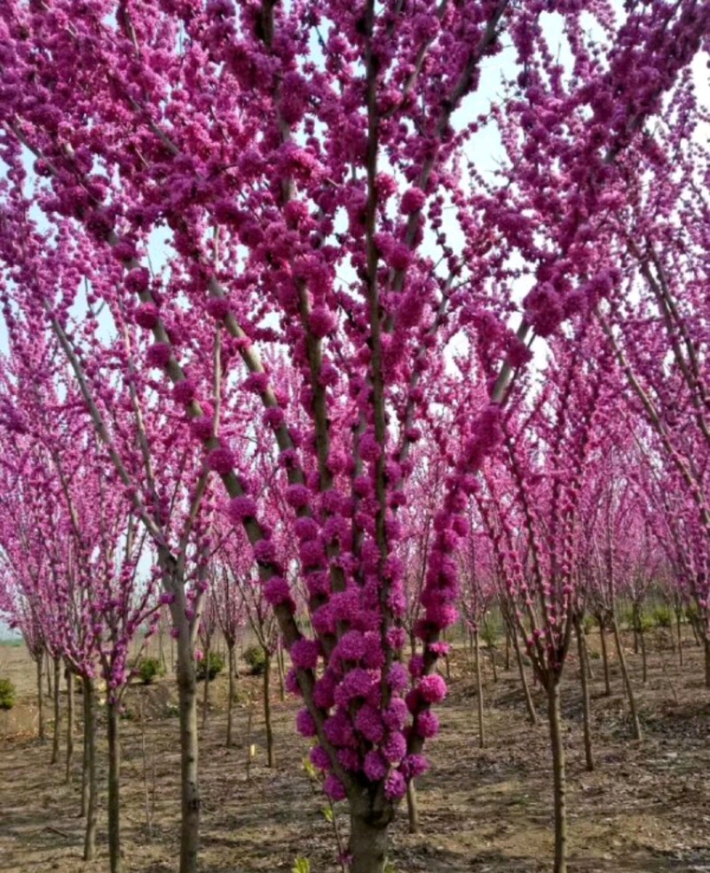 紫荆紫荆树各种规格直径2-15厘米基地直供