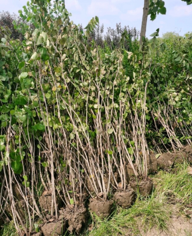 紫荆紫荆树各种规格直径2-15厘米基地直供