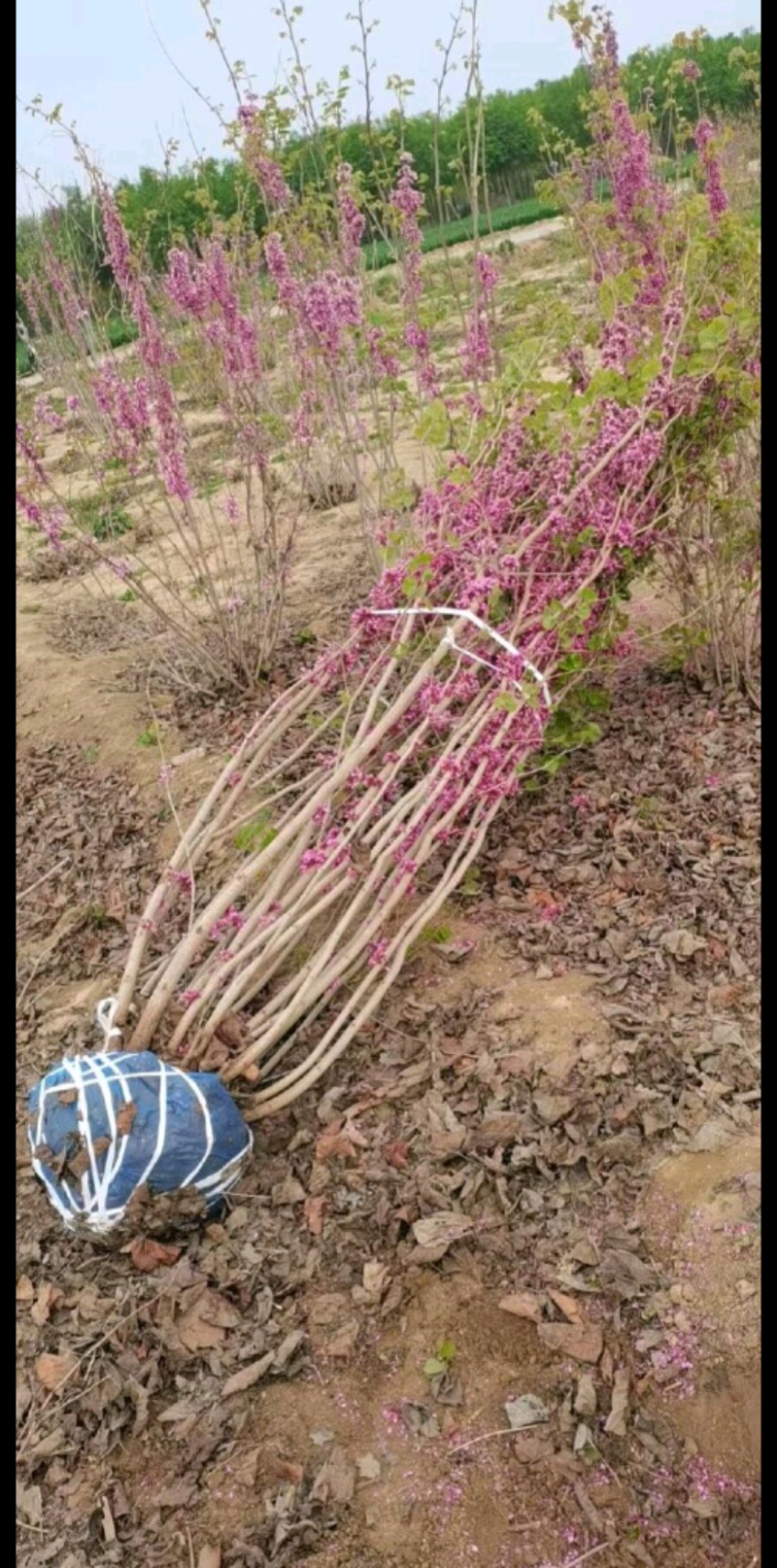 紫荆紫荆树各种规格直径2-15厘米基地直供