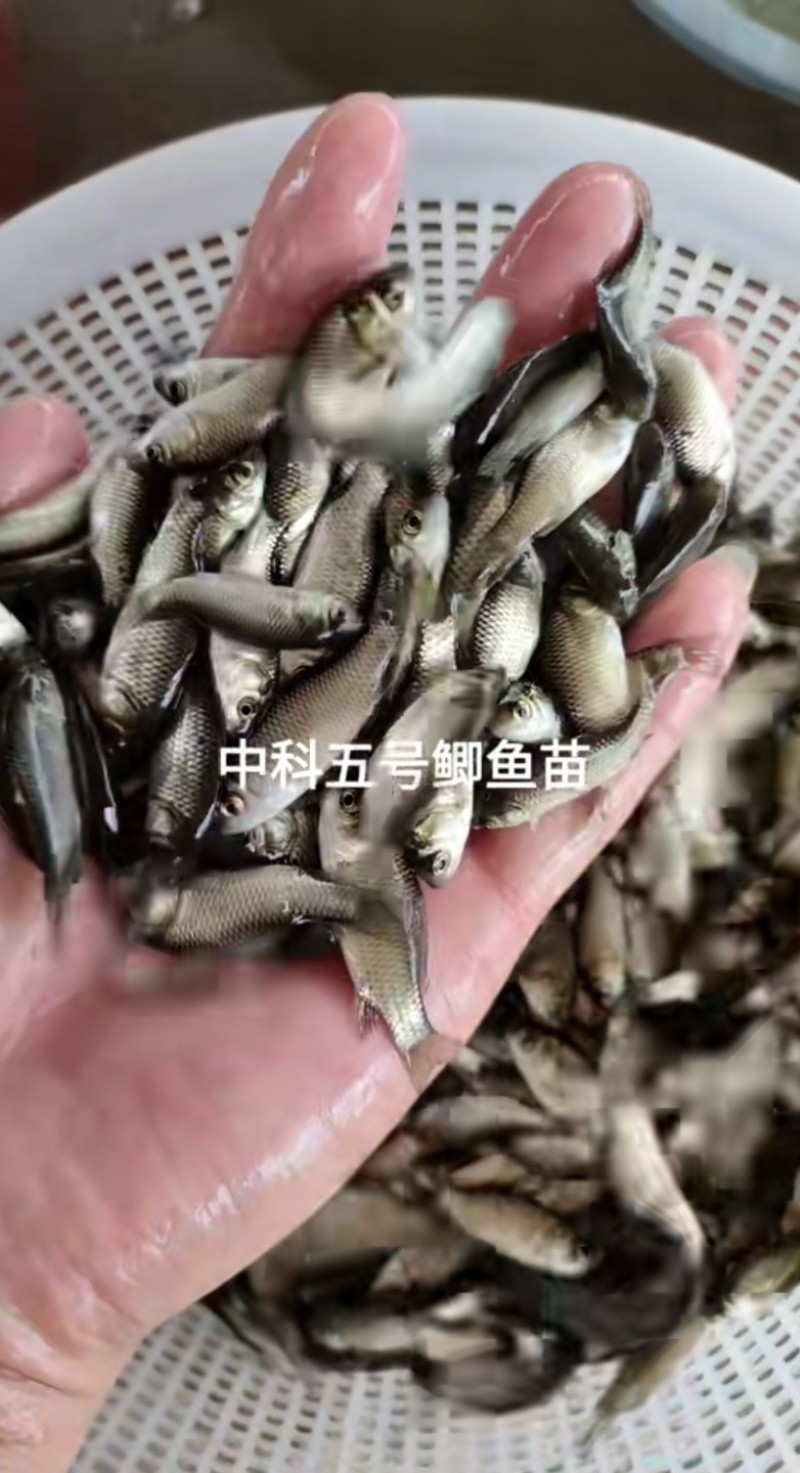中科五号鲫鱼苗中科三号鲫鱼苗白鲫麻鲫基地直销