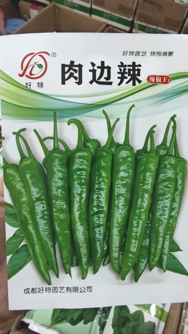 辣椒种子特味505高品质皮软肉嫩极早熟产量高连续采摘