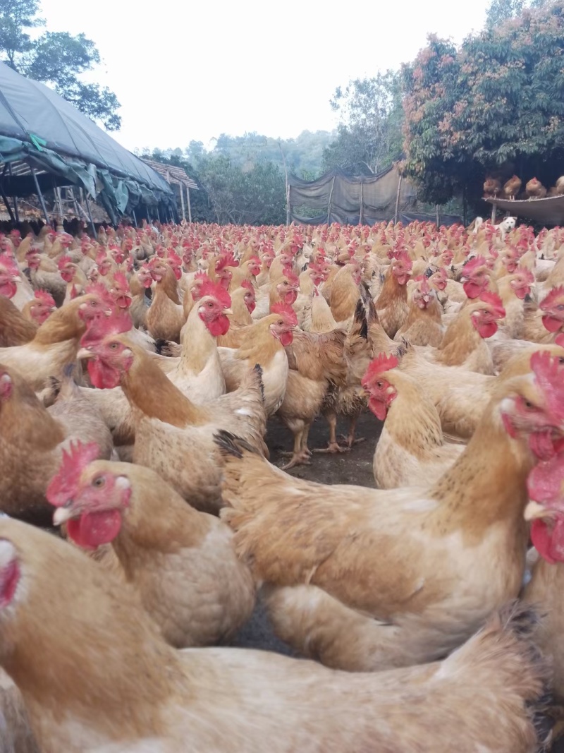 广东现货现发同城土鸡线鸡正宗果园鸡散养月清远阉鸡肉新鲜宰