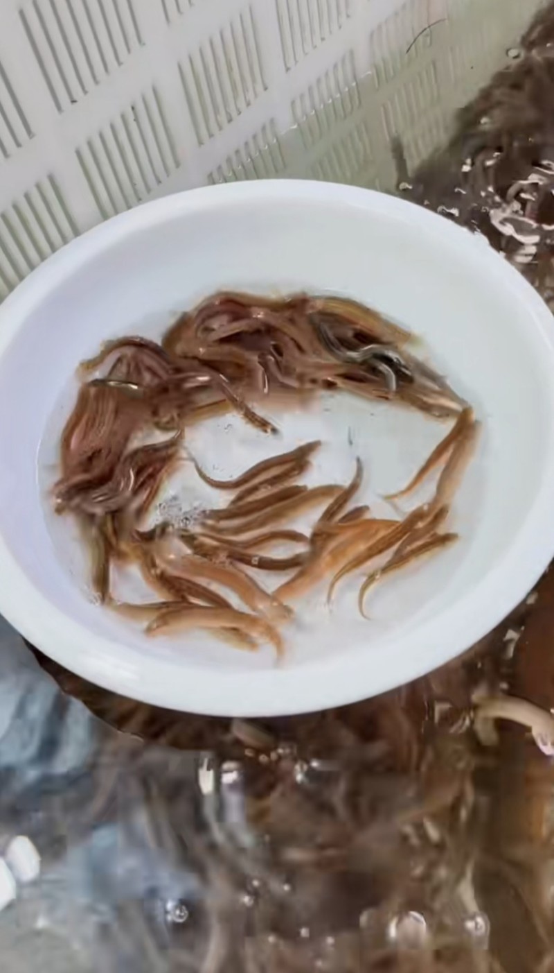 杂交泥鳅苗检验发货抗病能力强长势快基地直销