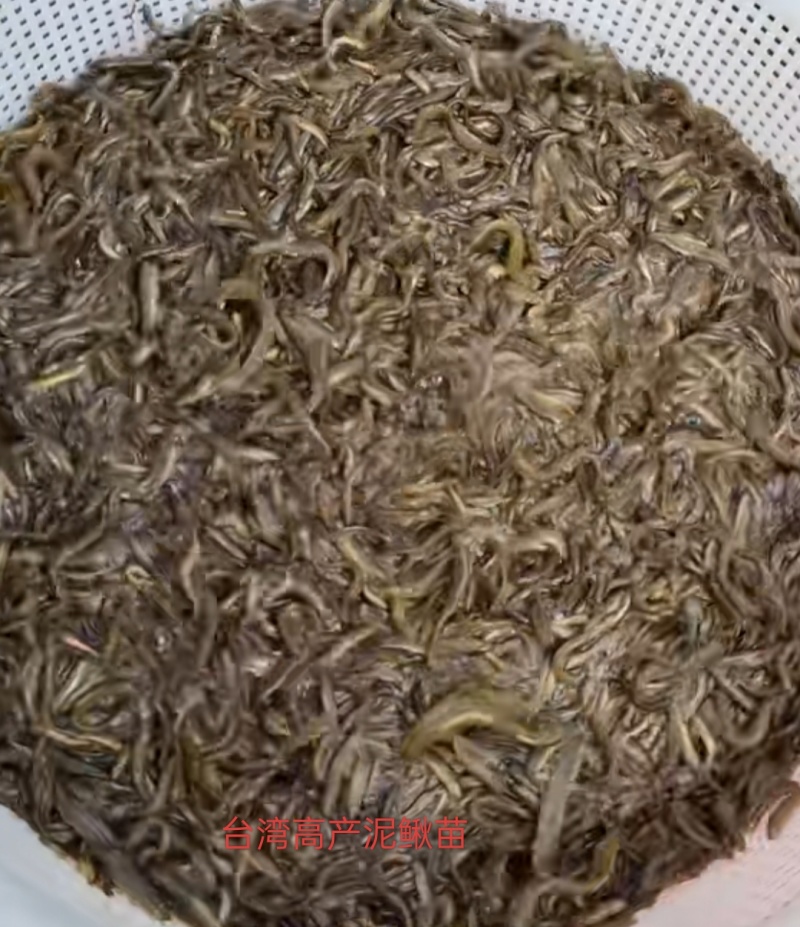 杂交泥鳅苗检验发货抗病能力强长势快基地直销