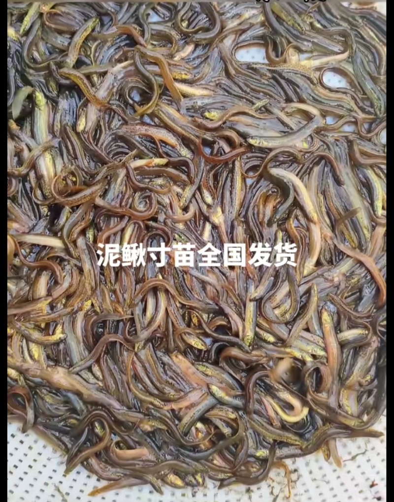 杂交泥鳅苗检验发货抗病能力强长势快基地直销
