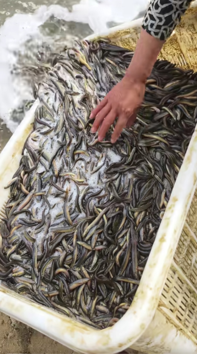 杂交泥鳅苗检验发货抗病能力强长势快基地直销