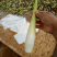 茭白美人茭/四川双季茭白/茭白笋瓜白肉长现货现发保质保量