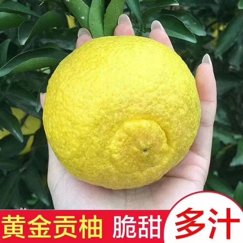 高山黄金贡柚