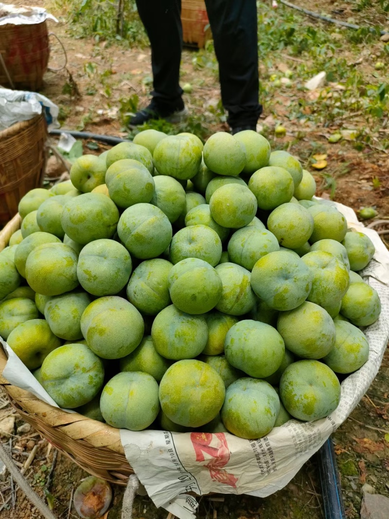 精品青脆脱骨李，大量供应，产地直发，脆甜可口，保质保量
