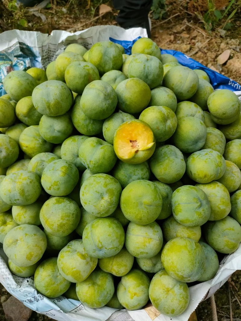 精品青脆脱骨李，大量供应，产地直发，脆甜可口，保质保量