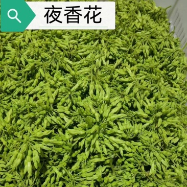 夜香花，夜来香花