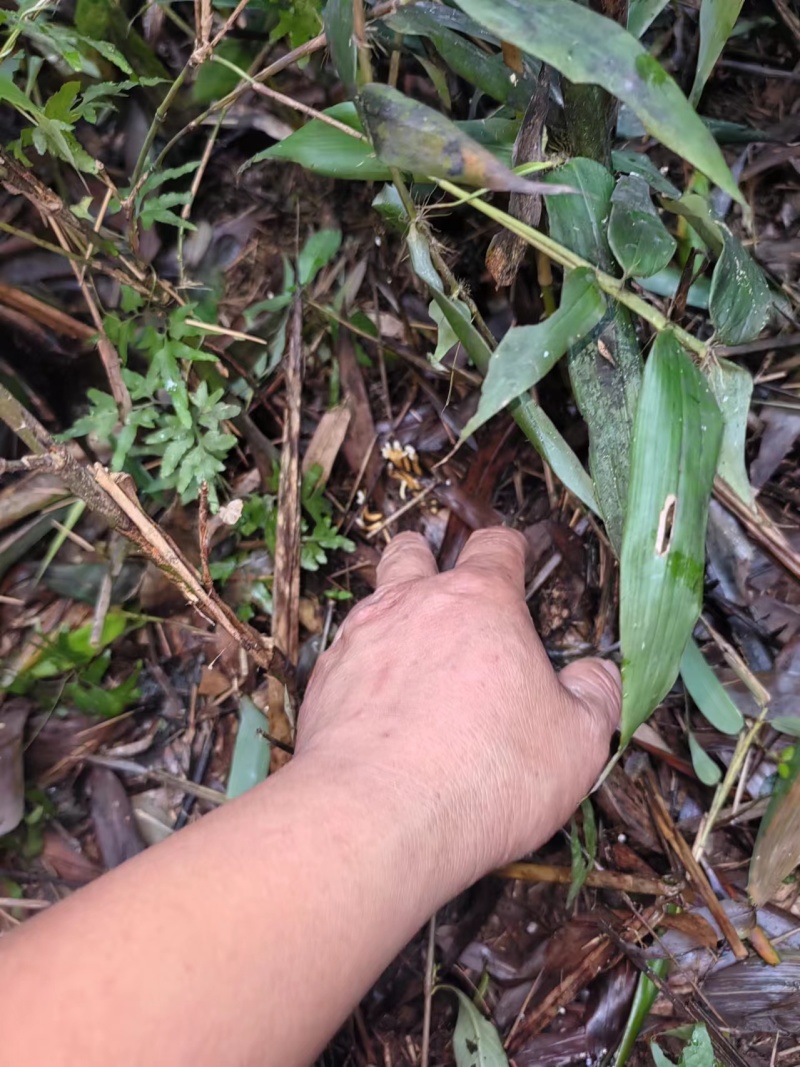 【金蝉花】金蝉花地道原药材一手货源保质保量