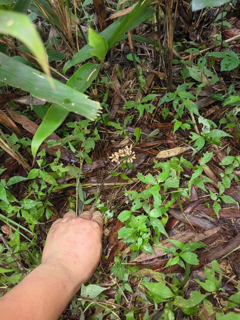 【金蝉花】金蝉花地道原药材一手货源保质保量