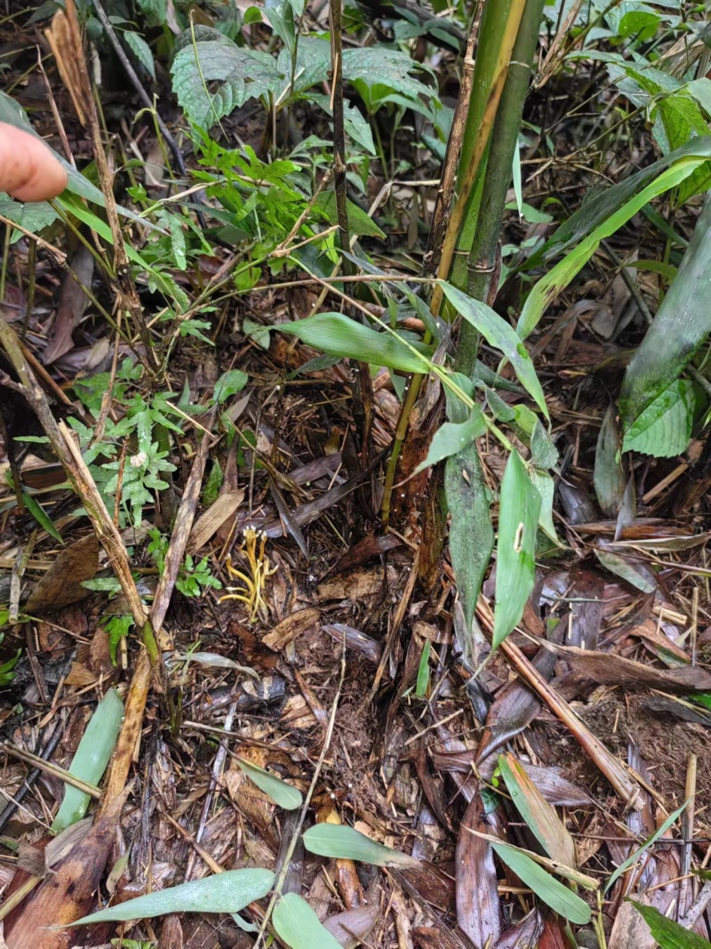 【金蝉花】金蝉花地道原药材一手货源保质保量