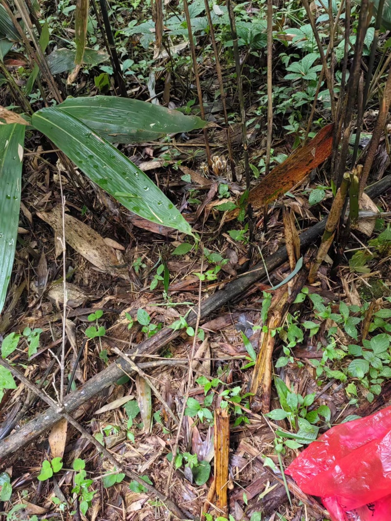 【金蝉花】金蝉花地道原药材一手货源保质保量