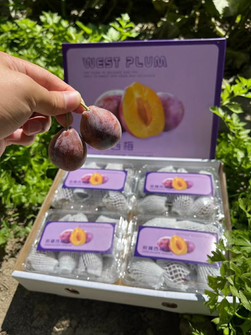 蓝西梅，法兰西梅，金西梅，女神，大量供应，对接各大平台