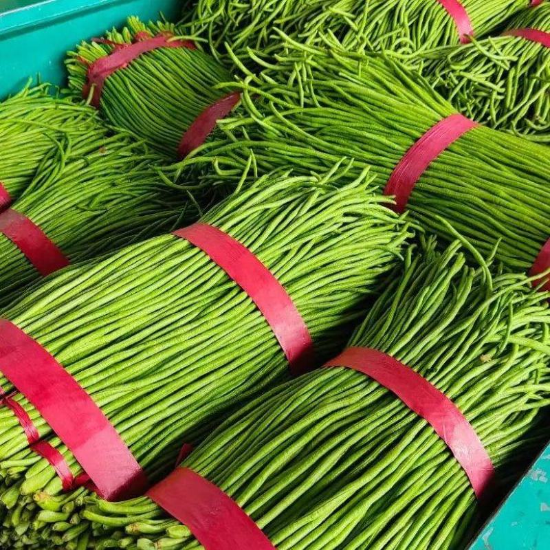 【青条豆角】河北邯郸长豆角产地一手货源量大价优供应稳定