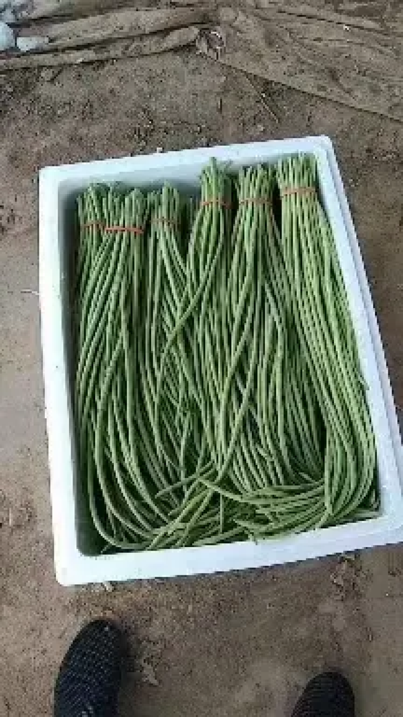 【青条豆角】河北邯郸长豆角产地一手货源量大价优供应稳定