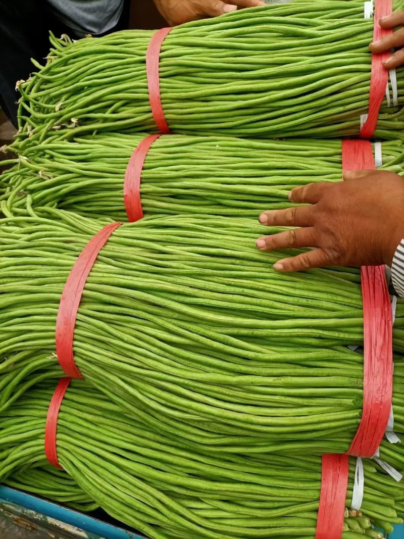 【青条豆角】河北邯郸长豆角产地一手货源量大价优供应稳定