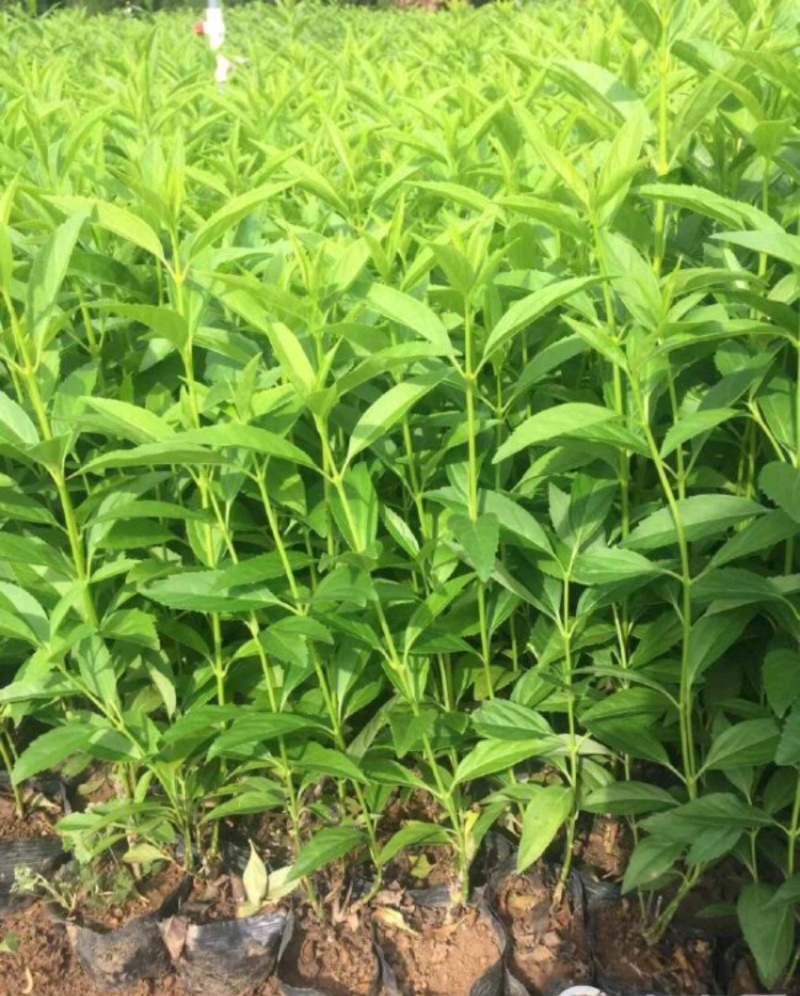 连翘树连翘苗产地直供营养钵杯苗各种规格量大从优