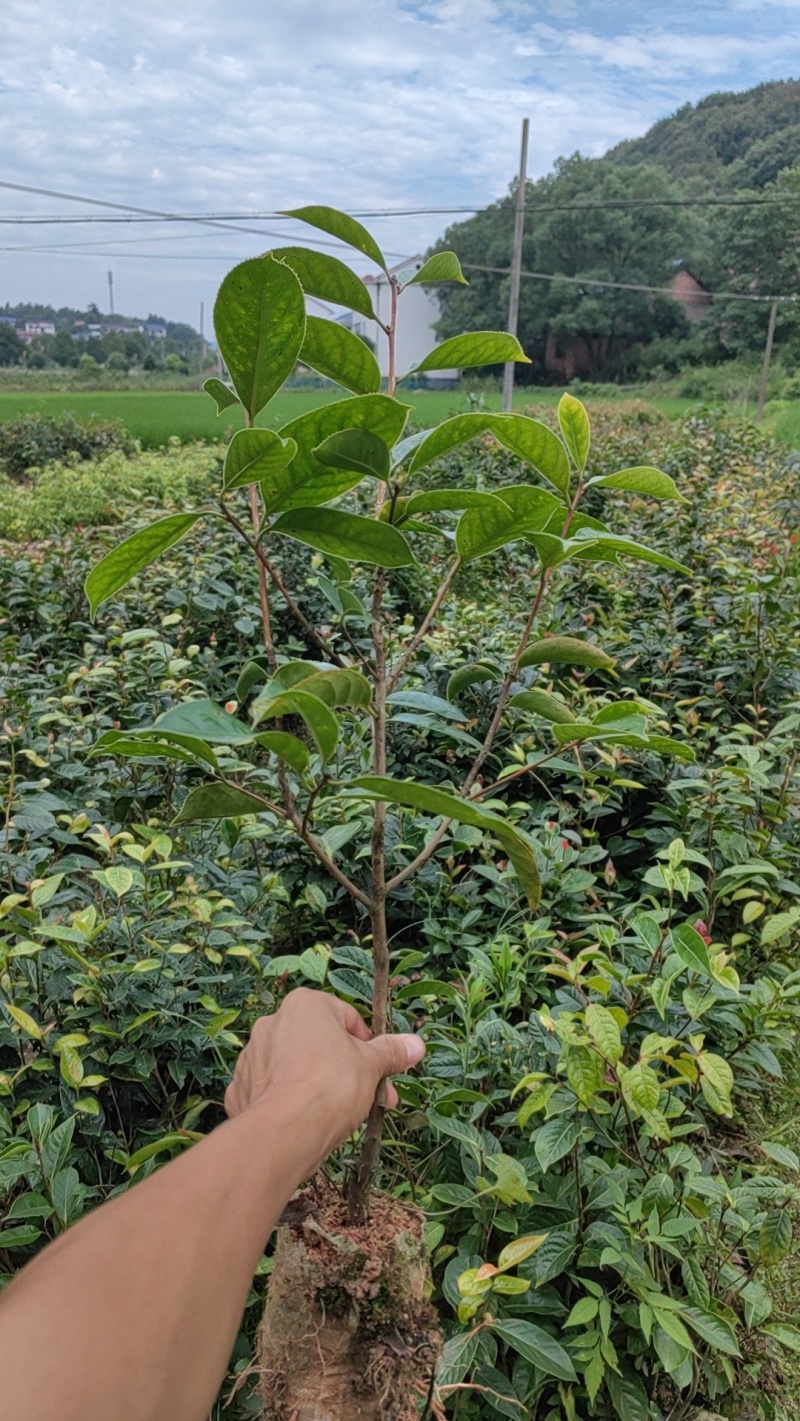 大果红花油茶苗，红花油茶树苗，红花油茶杯苗