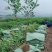 二年三年大杯油茶苗地径1公分高度1米以上栽下去次年结果