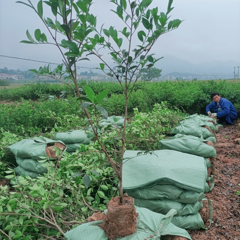 二年三年大杯油茶苗地径1公分高度1米以上栽下去次年结果