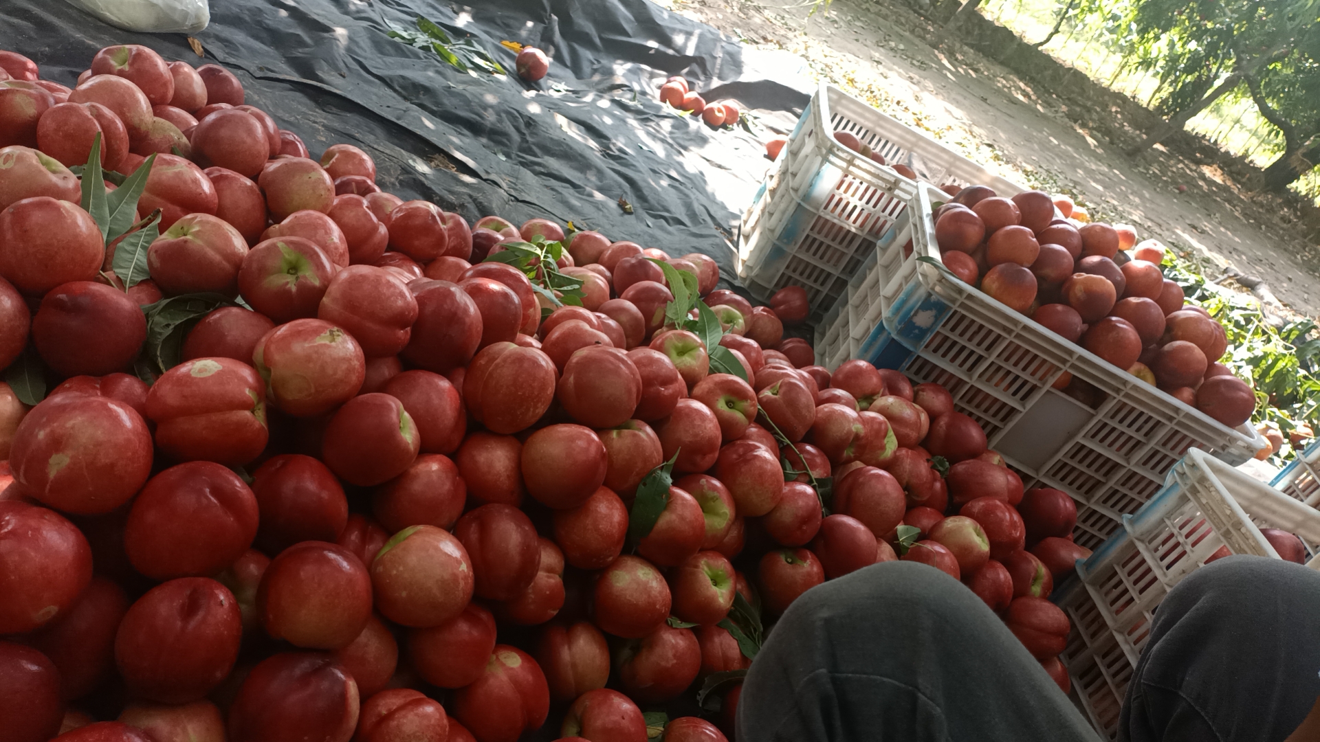 新鲜油桃在果园中等待采摘的场景