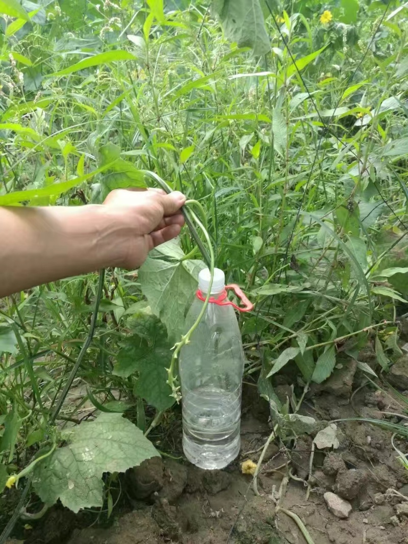 丝瓜水