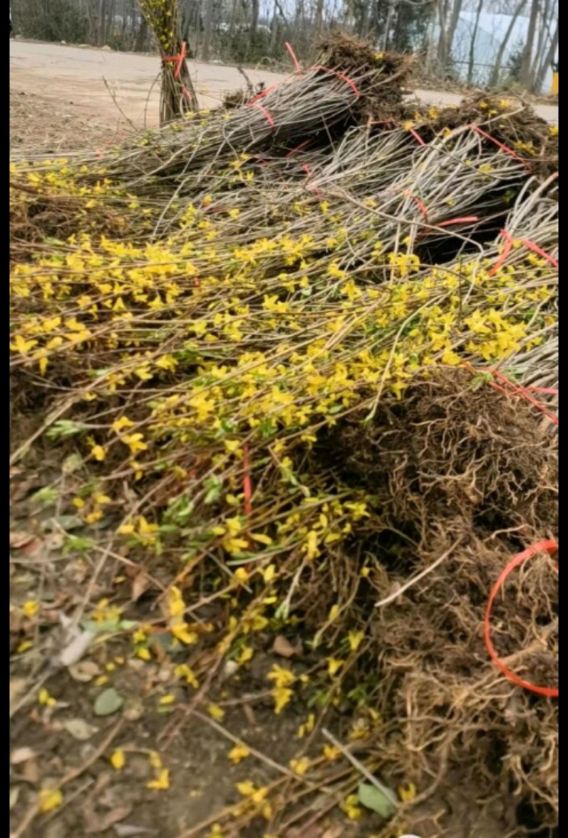 迎春迎春苗基地大量供应营养钵杯苗