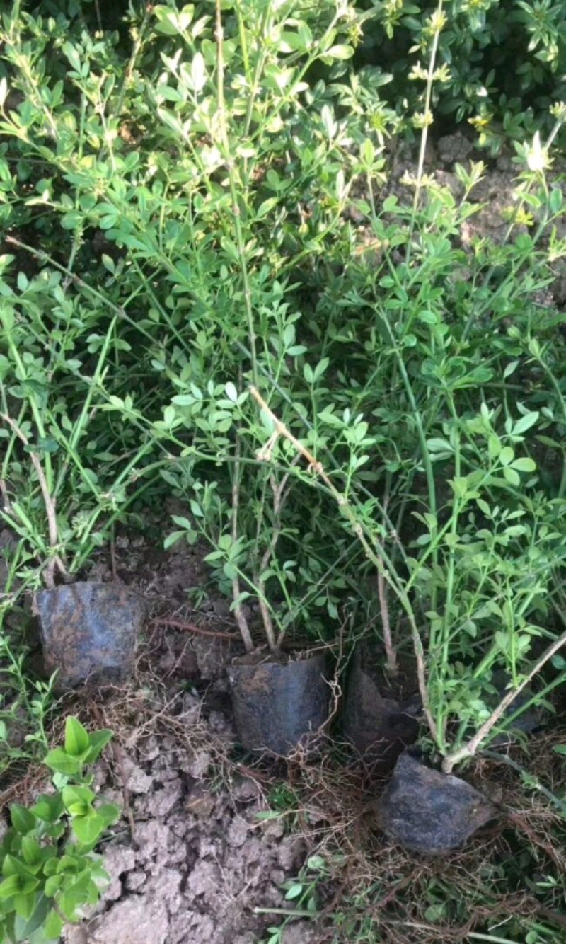 迎春迎春苗基地大量供应营养钵杯苗