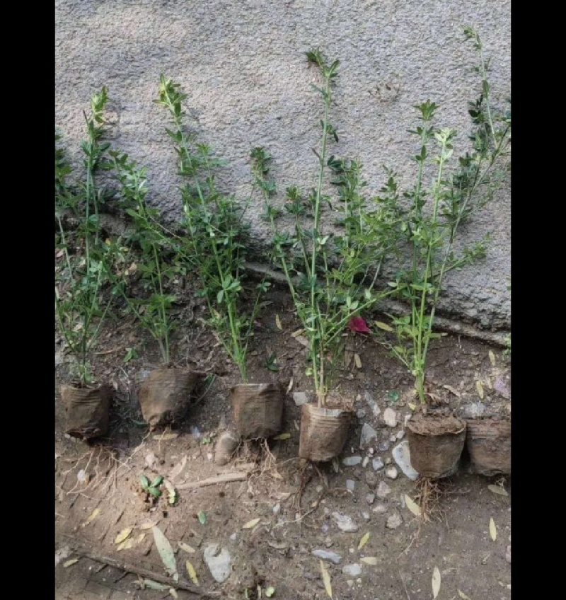 迎春迎春苗基地大量供应营养钵杯苗