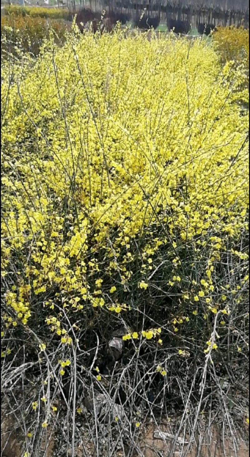 迎春迎春苗基地大量供应营养钵杯苗