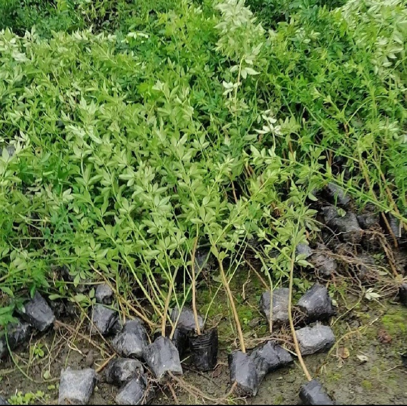 迎春迎春苗基地大量供应营养钵杯苗