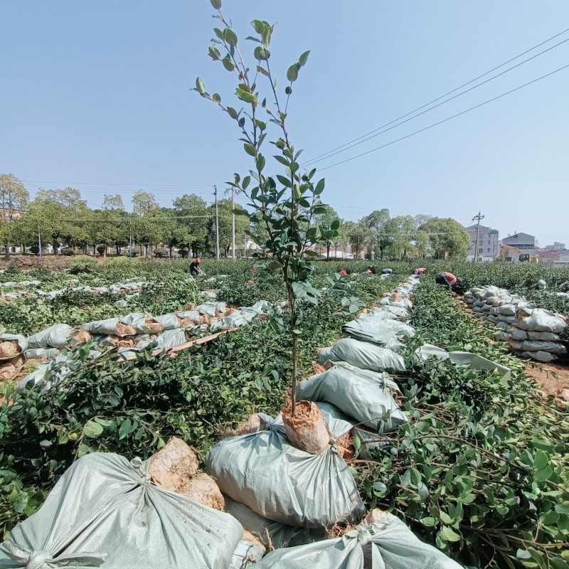 湘林系.长林系列油茶裸根苗.杯苗基地直销手续齐全