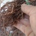 红茜草产地直发量大从优欢迎电联优质红茜草各种药材