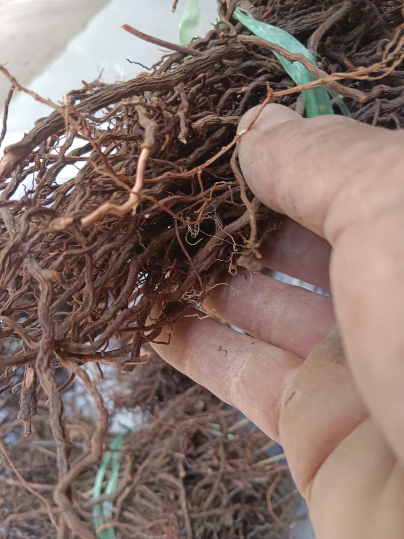 红茜草产地直发量大从优欢迎电联优质红茜草各种药材