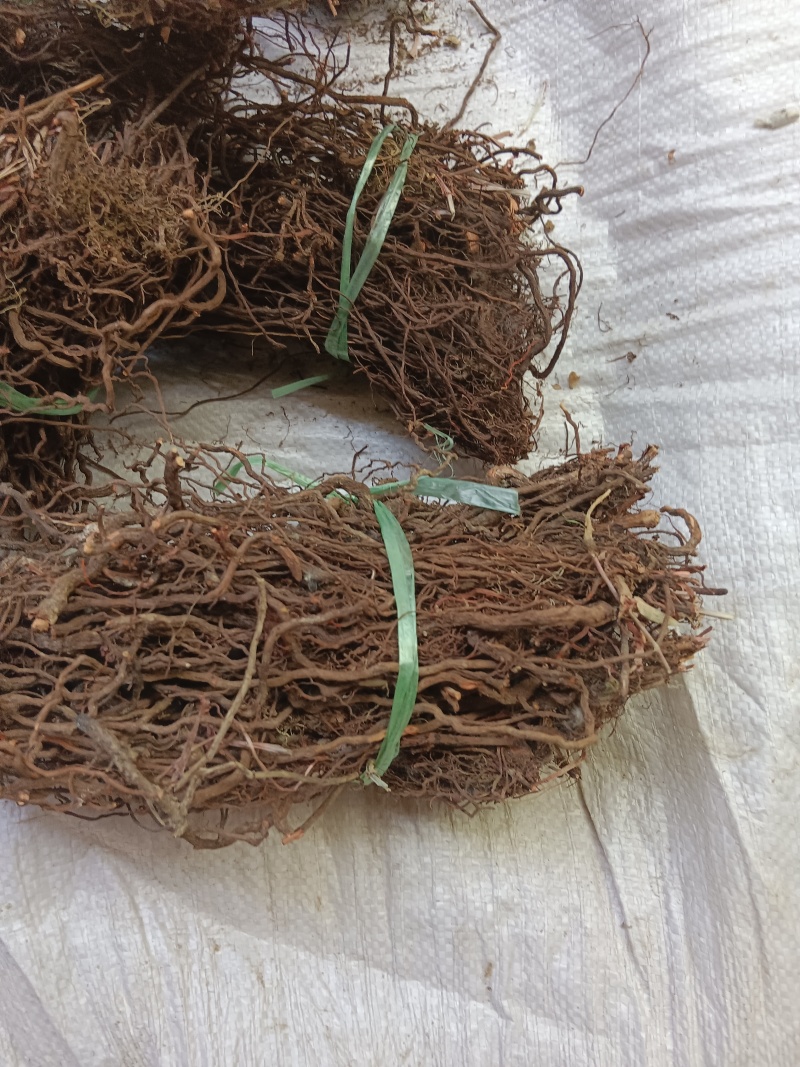 红茜草产地直发量大从优欢迎电联优质红茜草各种药材
