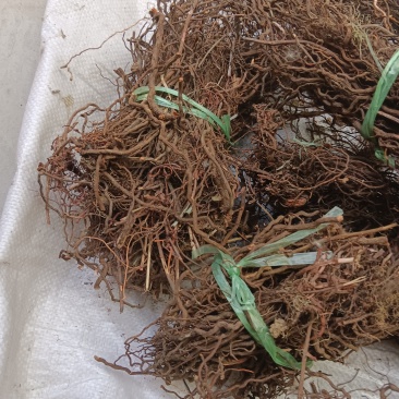 红茜草产地直发量大从优欢迎电联优质红茜草各种药材