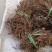 红茜草产地直发量大从优欢迎电联优质红茜草各种药材