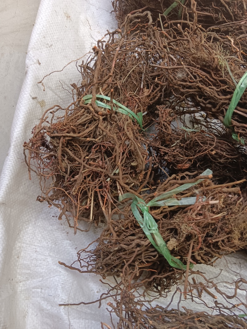 红茜草产地直发量大从优欢迎电联优质红茜草各种药材