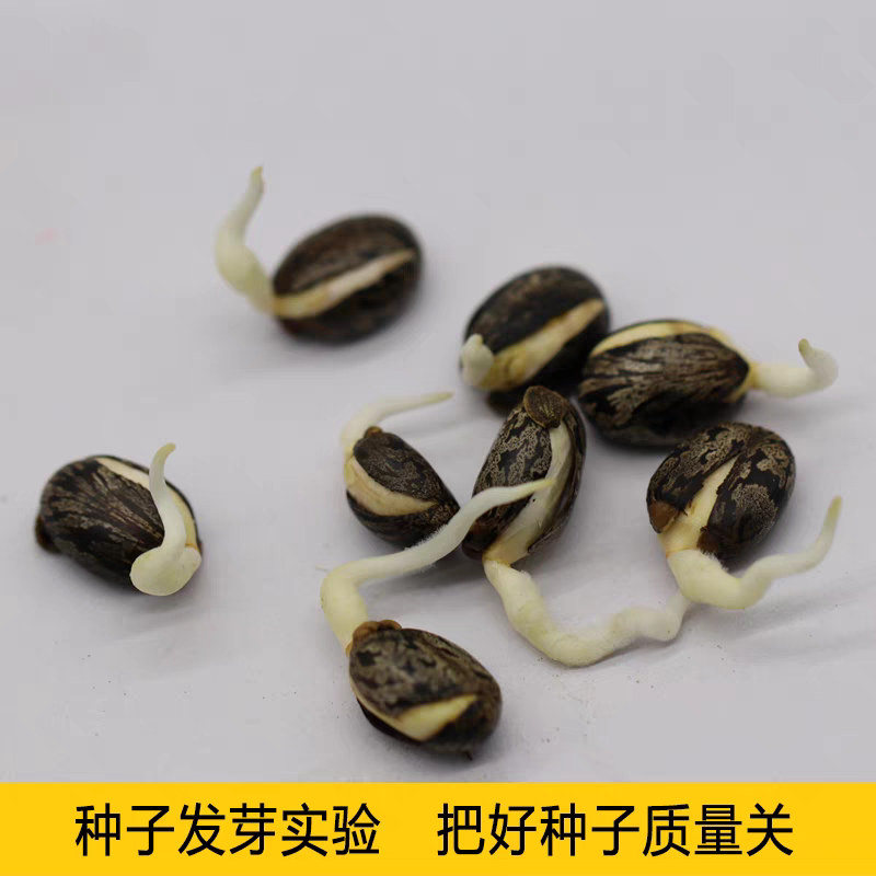 绿蓖麻种子红蓖麻种子榨油蓖麻籽种子一年生草本灌木新种红蓖
