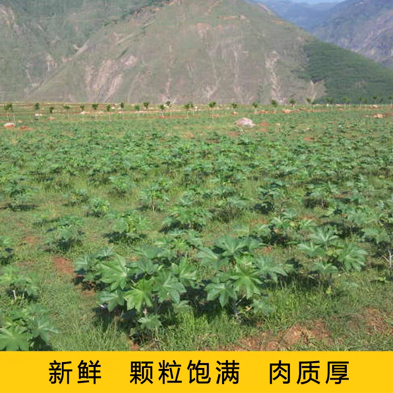 绿蓖麻种子红蓖麻种子榨油蓖麻籽种子一年生草本灌木新种红蓖