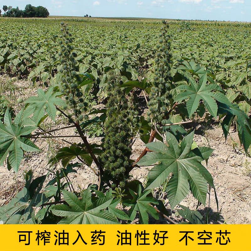 绿蓖麻种子红蓖麻种子榨油蓖麻籽种子一年生草本灌木新种红蓖