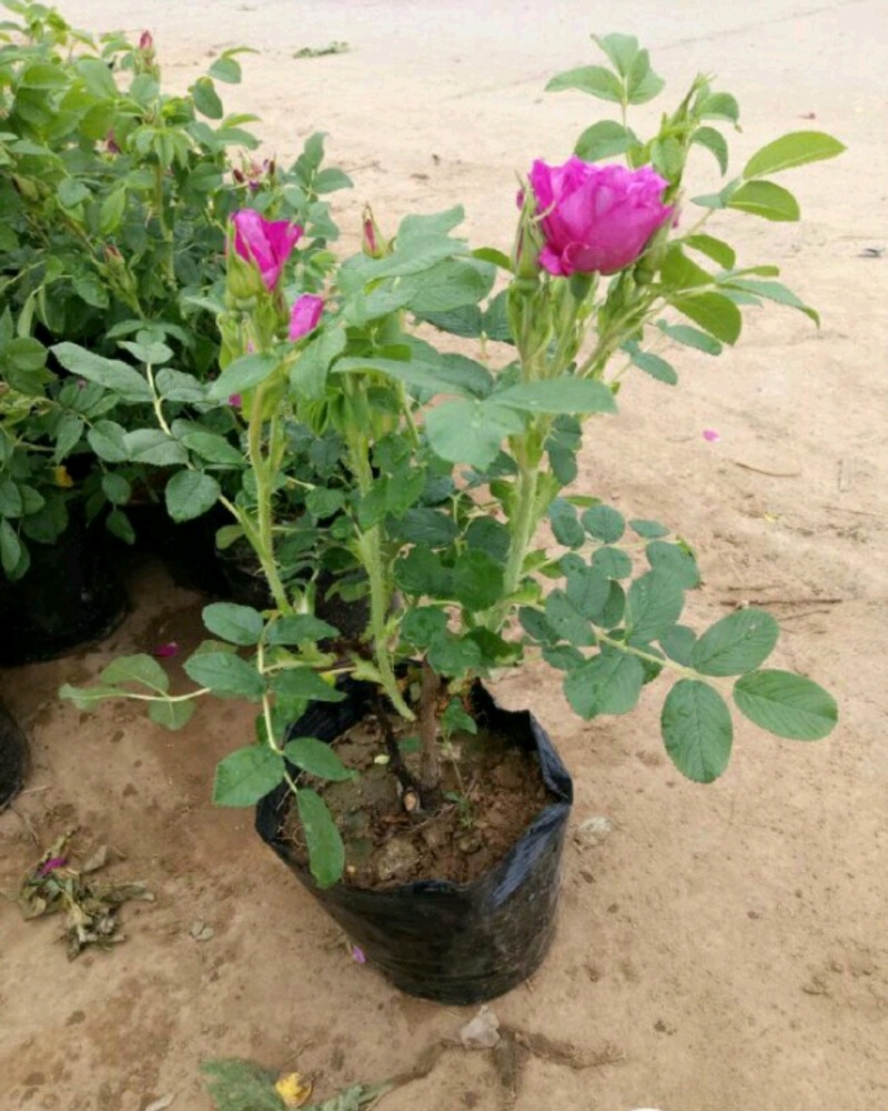 四季玫瑰四季玫瑰苗营养钵杯苗各种规格量大从优